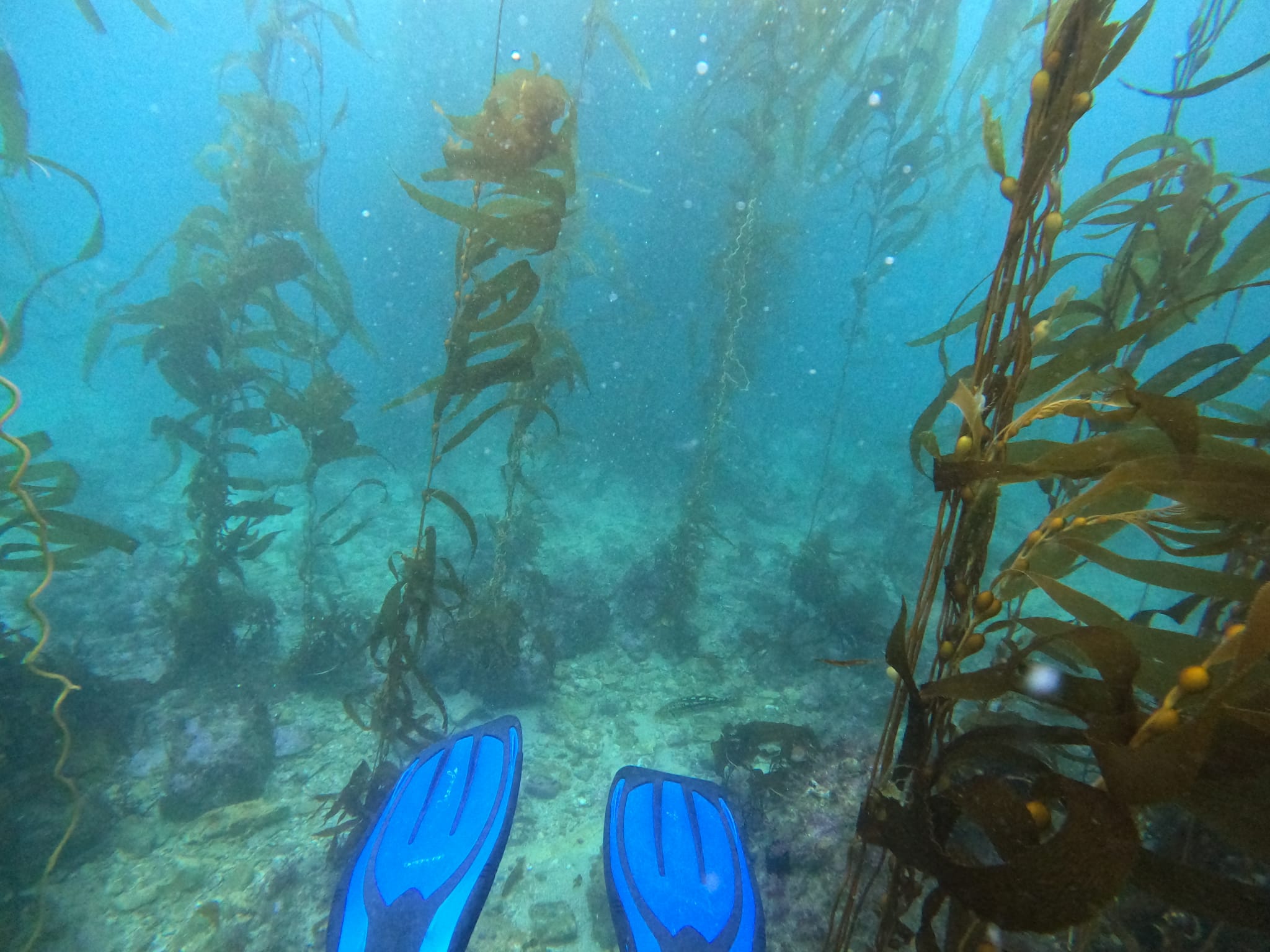 diveblog/BlogCali.jpeg