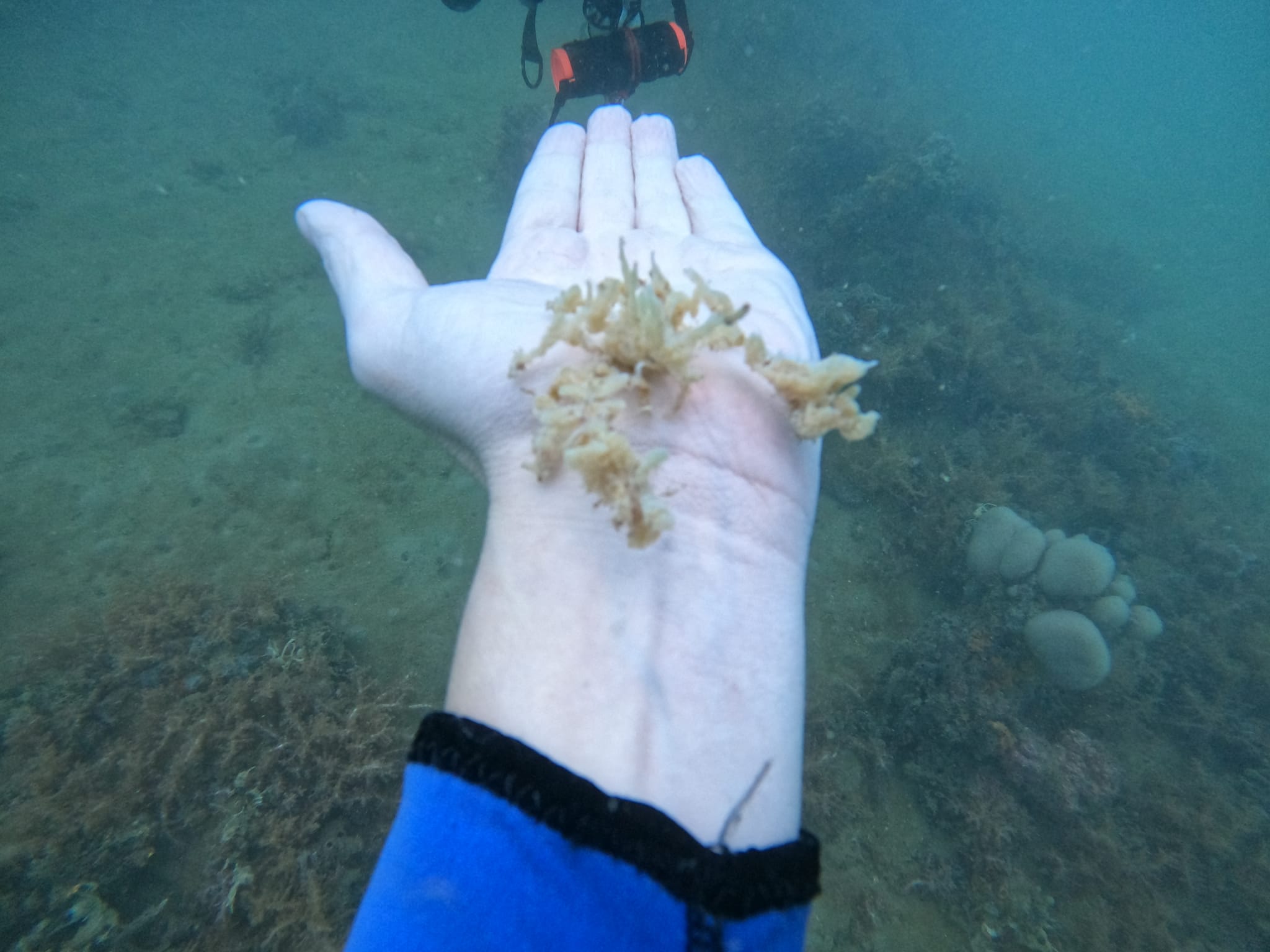 diveblog/BlogSalvador.jpeg